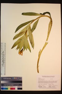 Lilium kelleyanum image